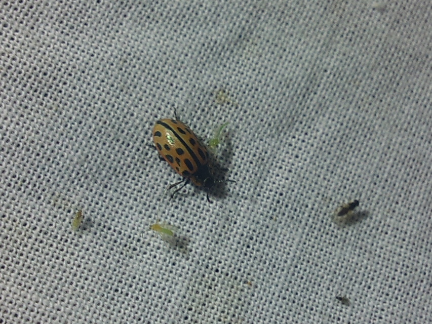 Chrysomela vigintipunctata - húszfoltos fűzlevelész