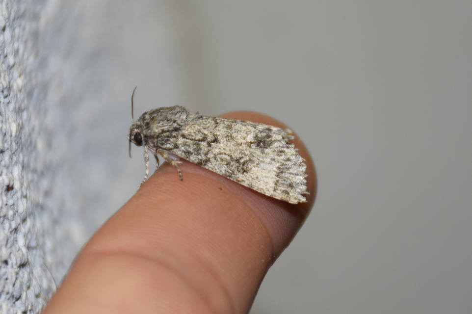 Acronicta megacephala - nagyfejű szigonyosbagoly