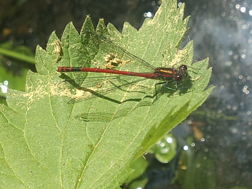 Pyrrhosoma nymphula
