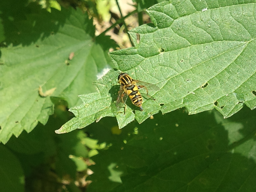 Helophilus pendulus - közönséges mocsárilégy