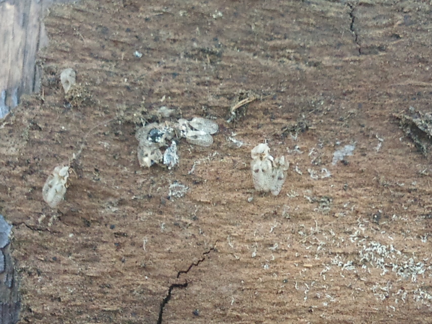 Corythucha ciliata - platán-csipkéspoloska