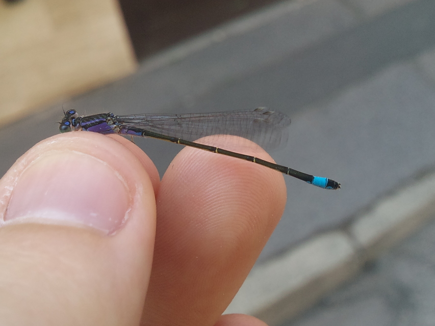 Ischnura elegans