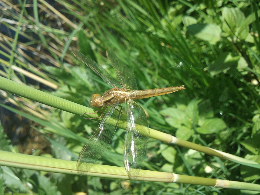 Crocothemis erythraea - skarlát szitakötő