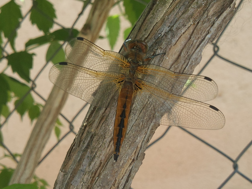 Libellula fulva - kisfoltos laposacsa