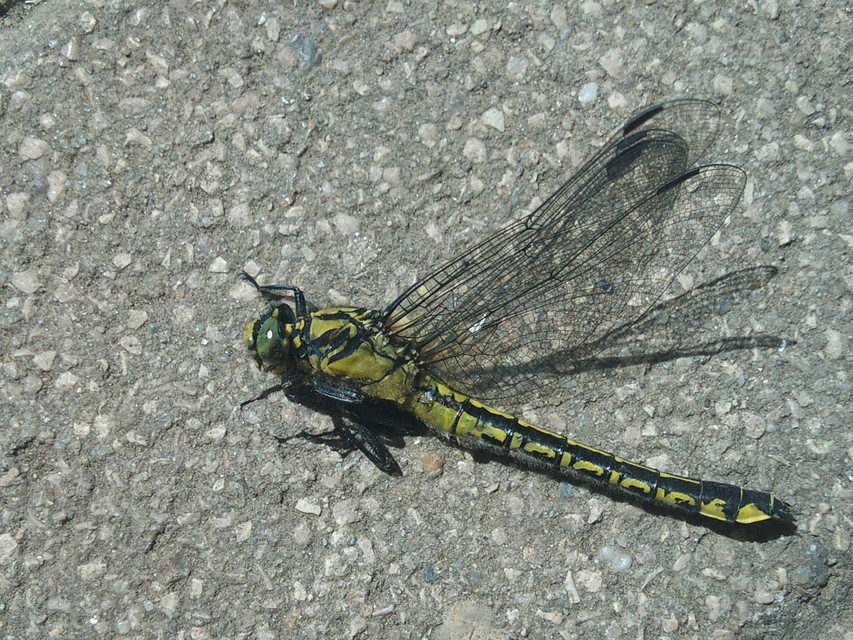 Gomphus vulgatissimus - feketelábú folyami-szitakötő