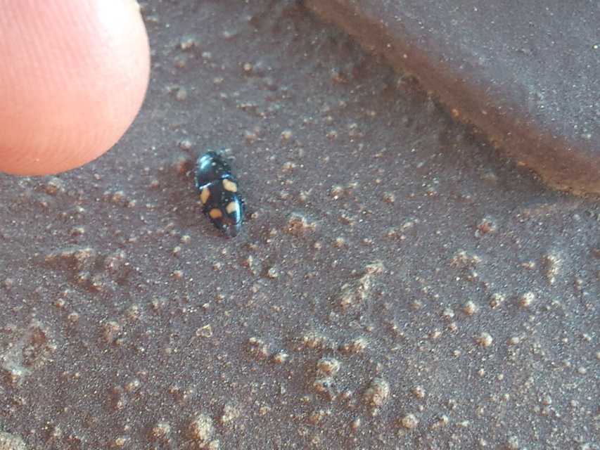 Glischrochilus quadrisignatus - amerikai fénybogár Glischrochilus quadrisignatus - amerikai fénybogár