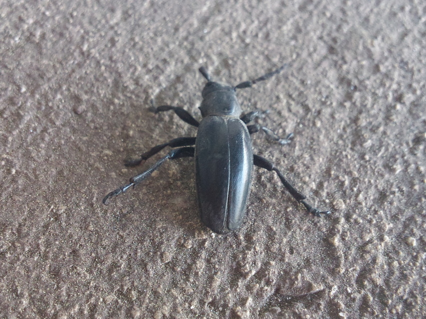 Dorcadion aethiops - fekete gyalogcincér