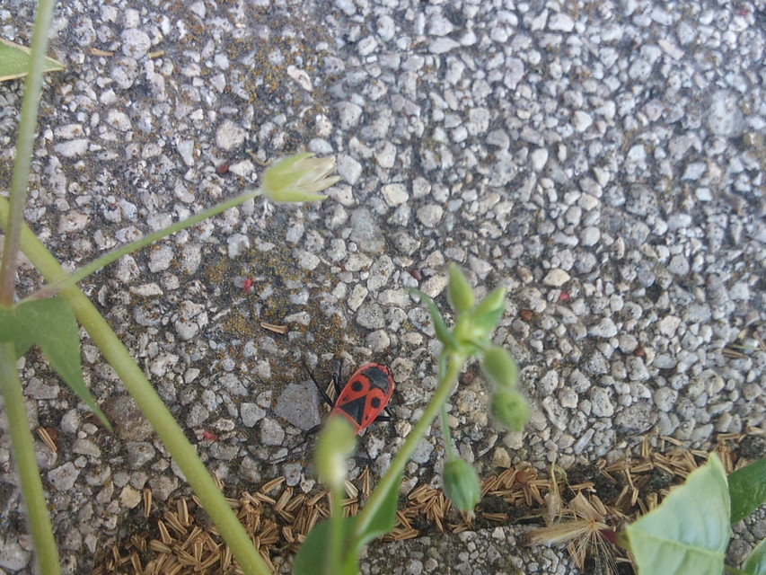 Pyrrhocoris apterus - verőköltő poloska