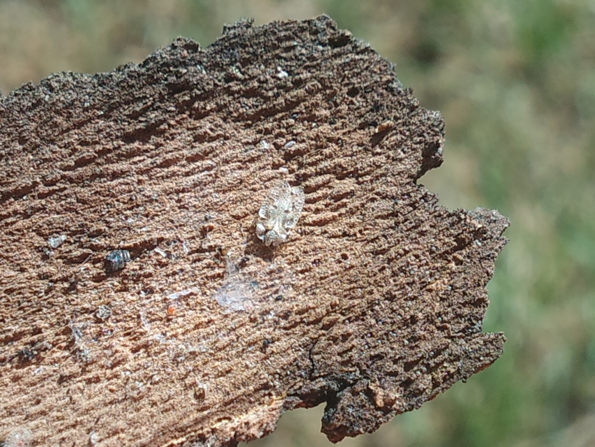 Corythucha ciliata - platán-csipkéspoloska