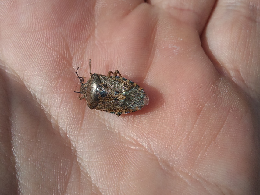 Rhaphigaster nebulosa - bencepoloska