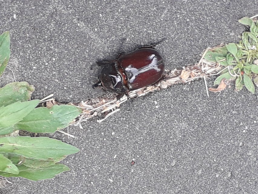 Oryctes nasicornis - orrszarvú bogár