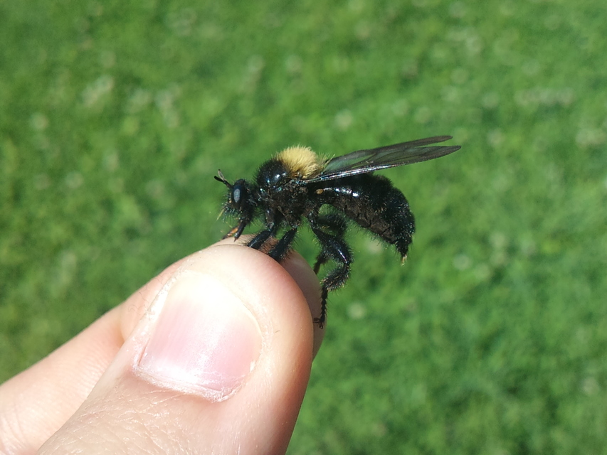 Laphria ephippium