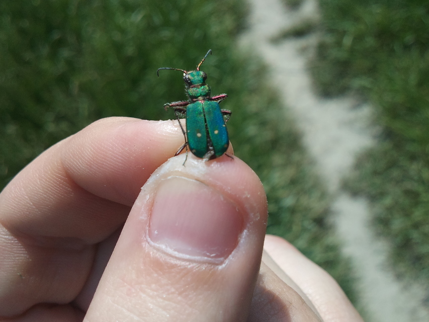 Cicindela campestris - mezei homokfutrinka