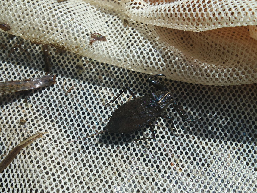 Nepa cinerea - víziskorpió