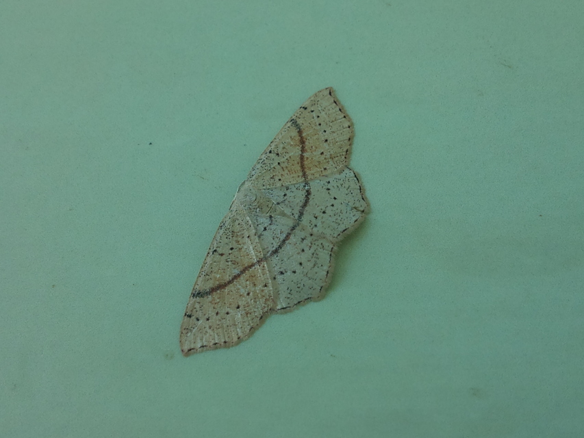 Cyclophora punctaria - sávos pettyesaraszoló