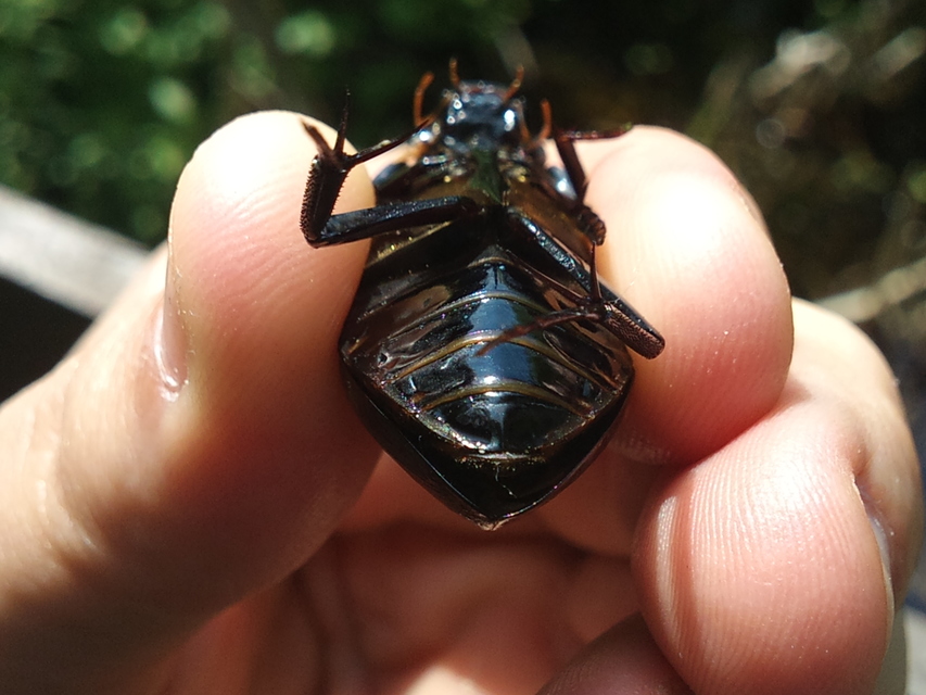 Hydrophilus aterrimus - fekete óriáscsibor
