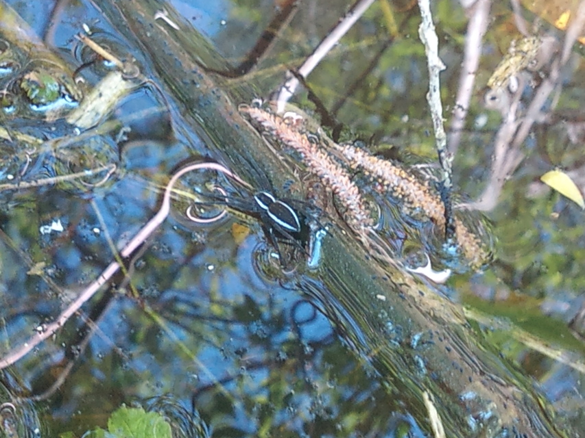 Dolomedes fimbriatus - szegélyes vidrapók