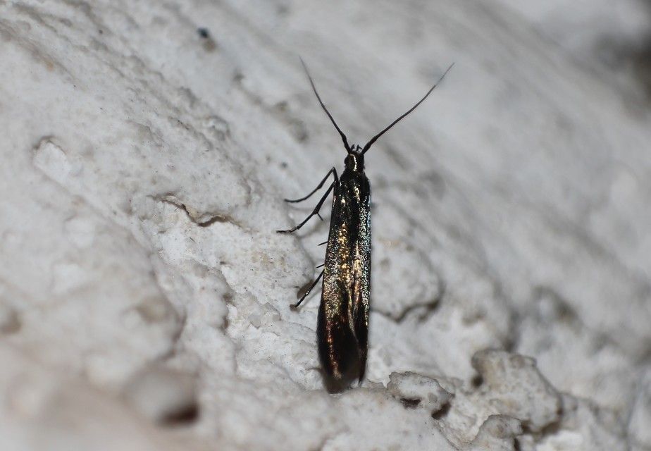 Coleophora