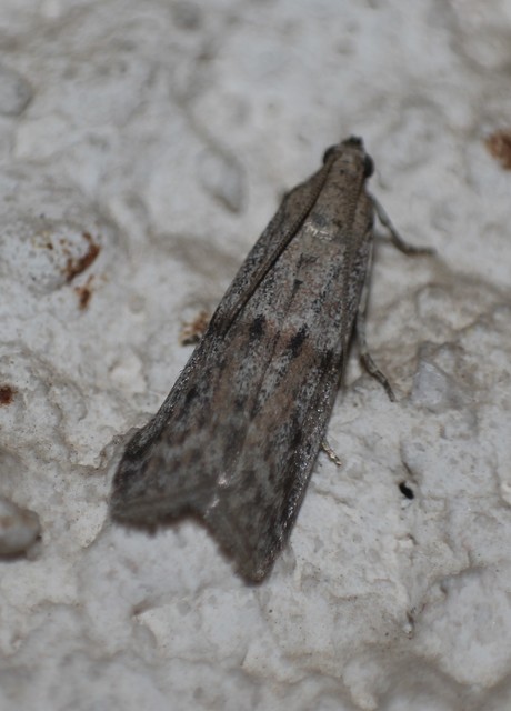Ephestia