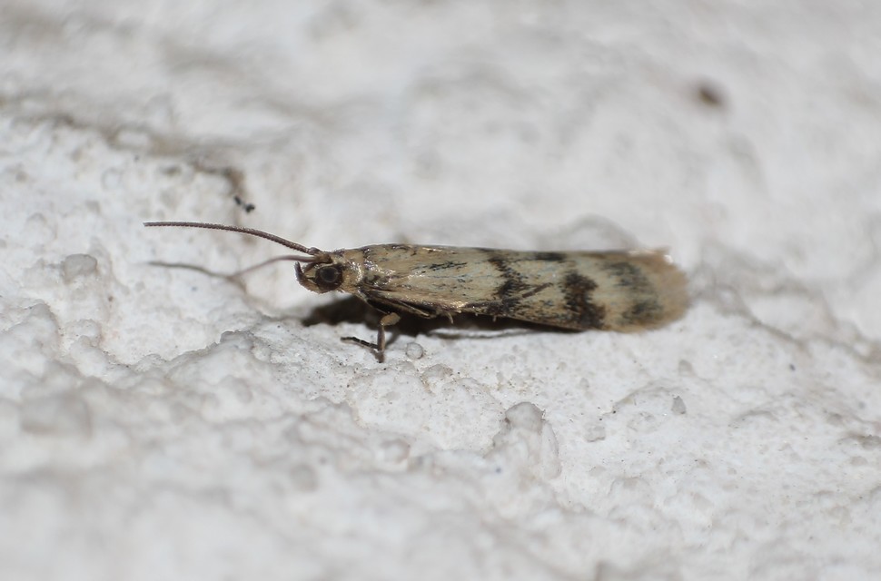 Homoeosoma sinuella - agyagsárga karcsúmoly