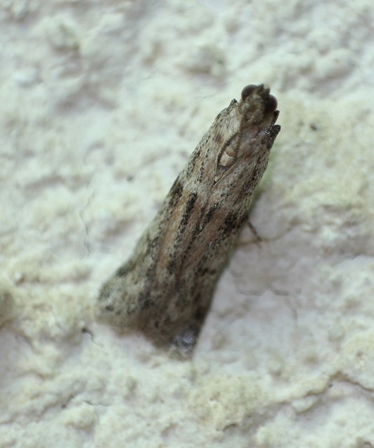 Ephestia