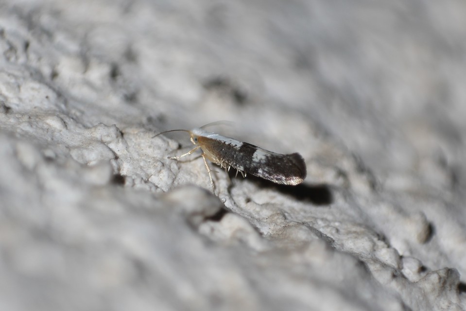 Argyresthia