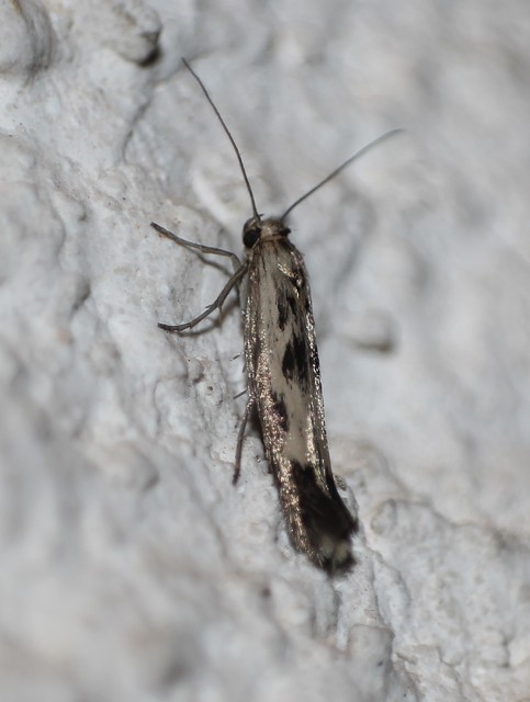 Scythris limbella - parajfonó zöldmoly