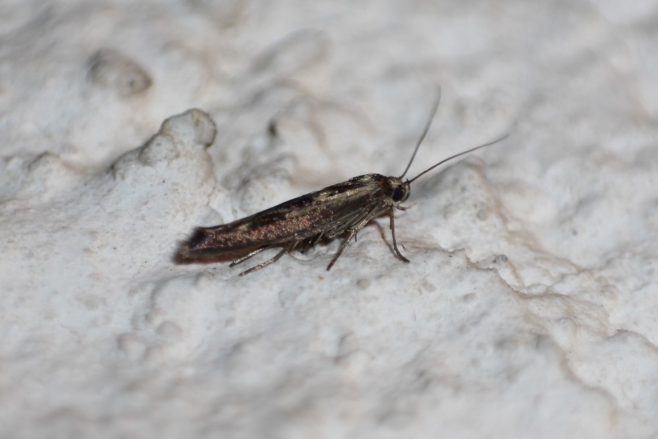 Scythris