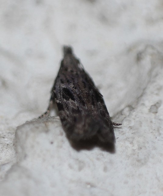 Anarsia
