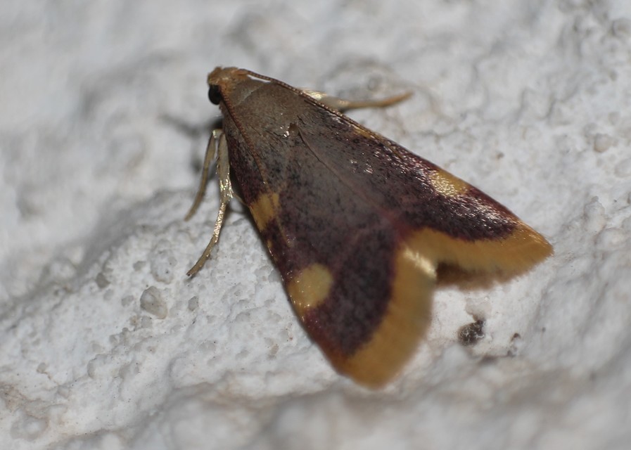 Hypsopygia costalis - szénailonca