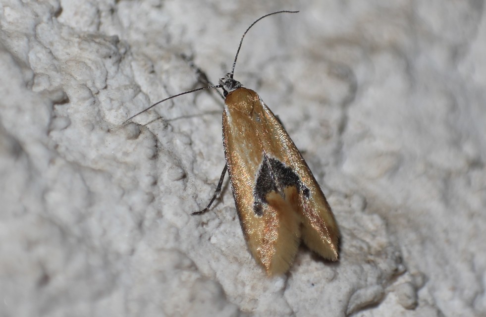 Batia internella/lambdella