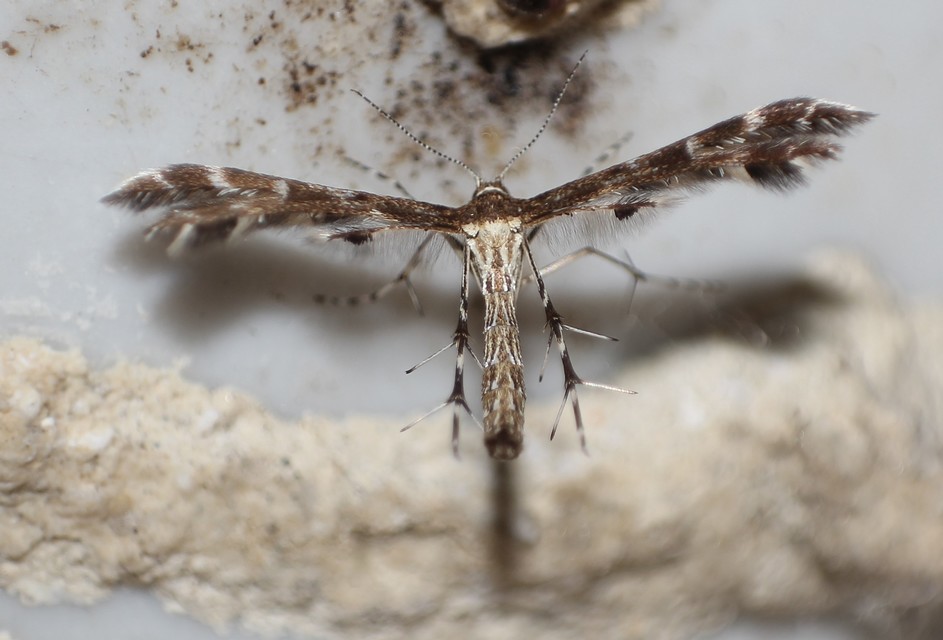 Pterophoridae - tollasmolyfélék