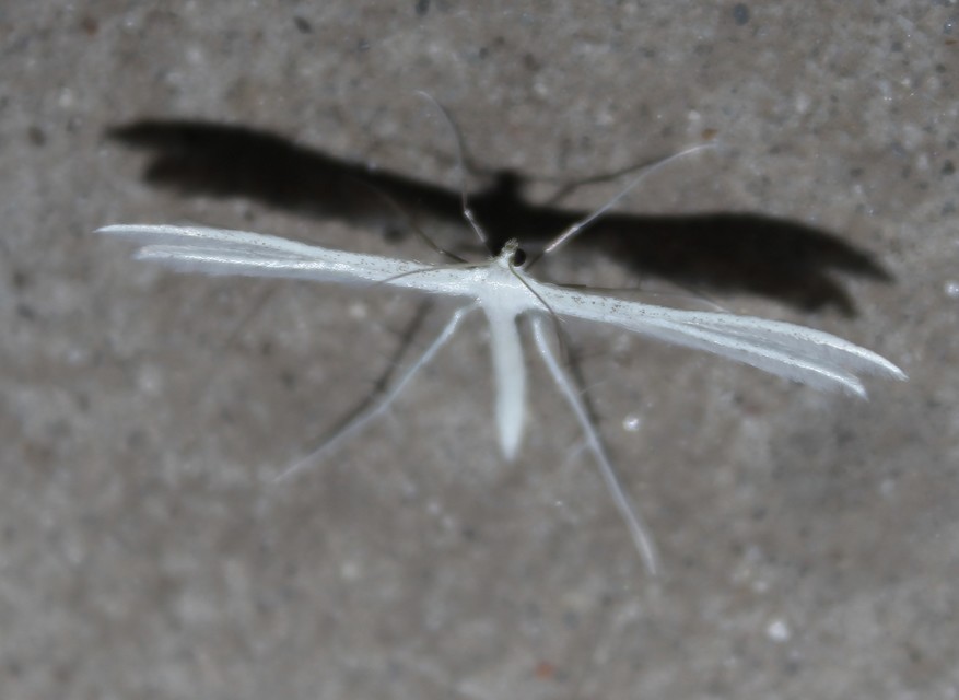 Pterophorus pentadactyla - fehér tollasmoly