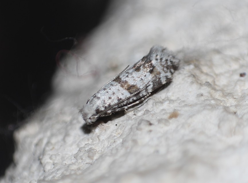 Scythropia crataegella - galagonya-pókhálósmoly
