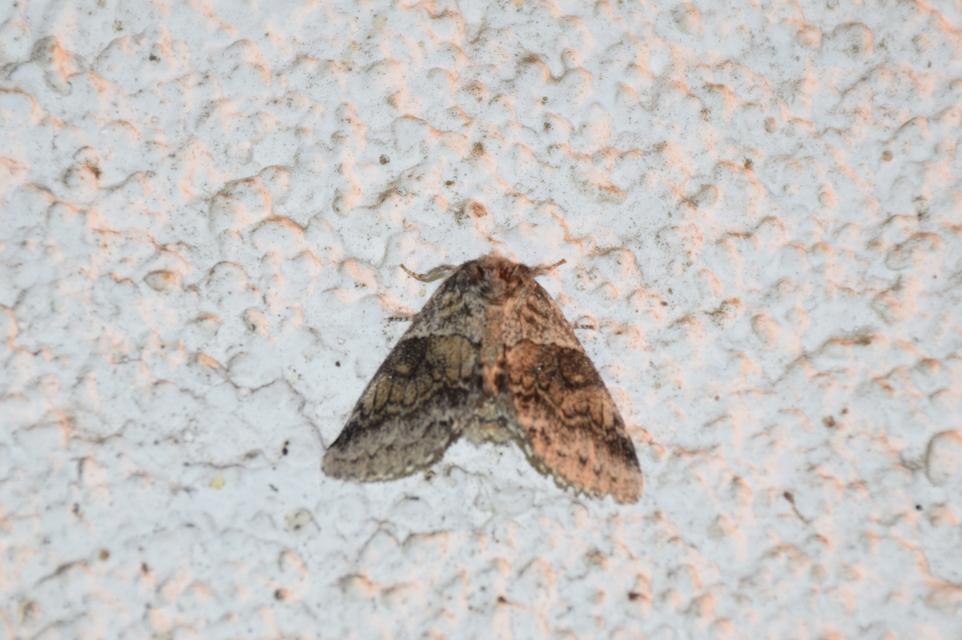 Gluphisia crenata - kormos púposszövő