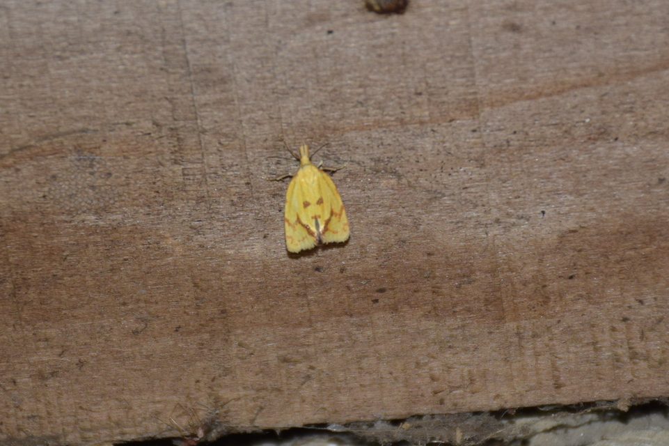 Agapeta hamana - közönséges sárgamoly