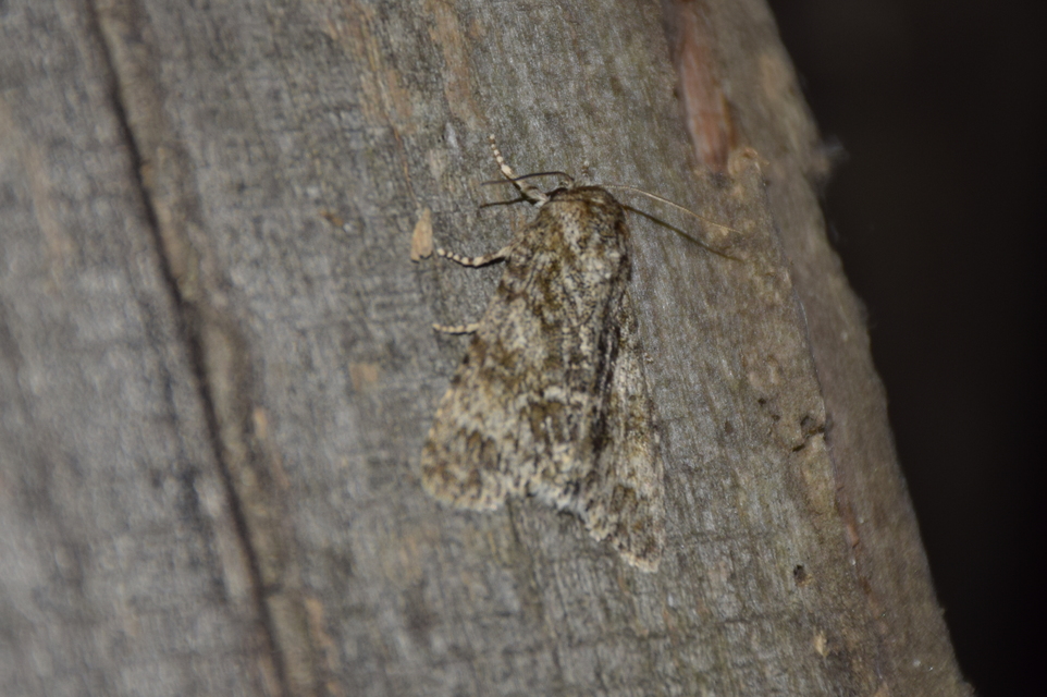 Acronicta megacephala - nagyfejű szigonyosbagoly