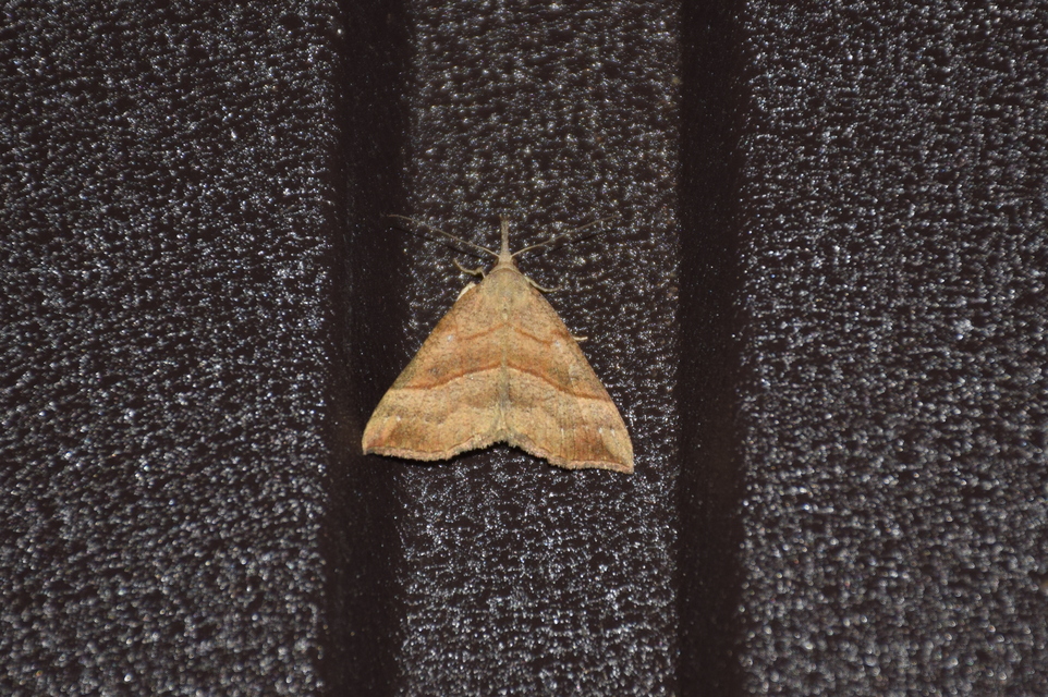 Hypena proboscidalis - ormányos karcsúbagoly