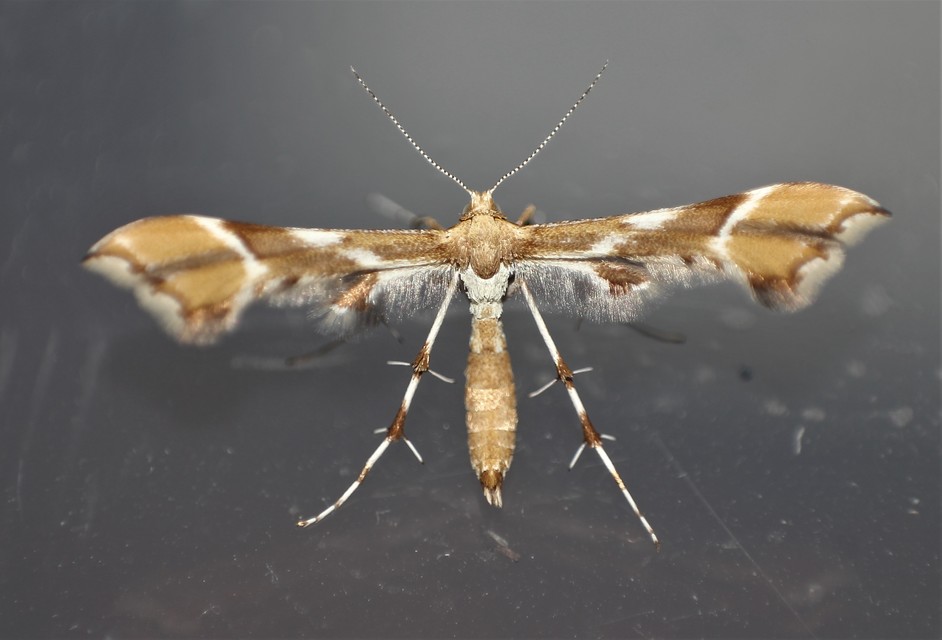Cnaemidophorus rhododactyla - rózsabogyó-tollasmoly