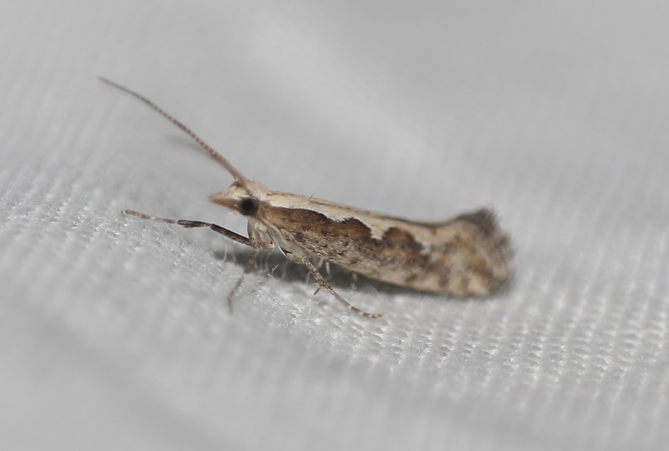 Plutella xylostella - káposztamoly