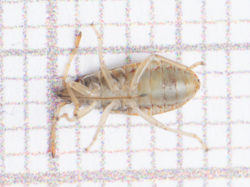 Arocatus longiceps - platánbodobács