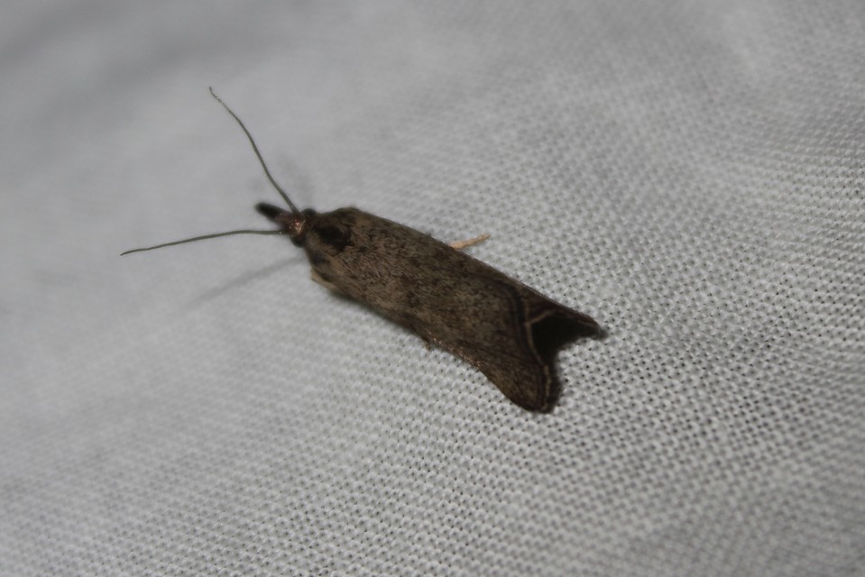 Hypochalcia