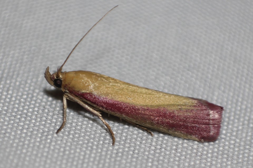 Oncocera semirubella - lucernamoly