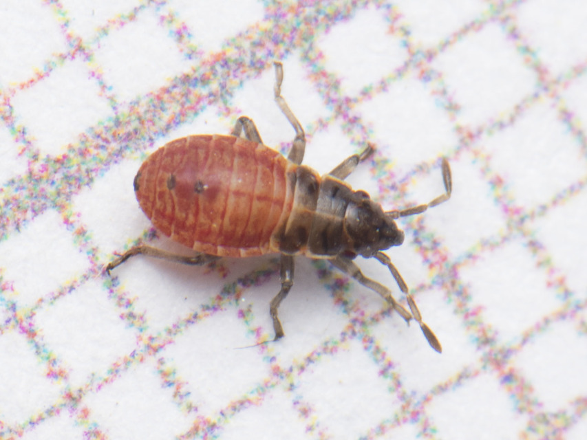 Arocatus longiceps - platánbodobács