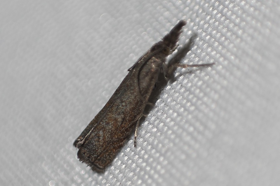 Platytes cerussella - törpe fűgyökérmoly