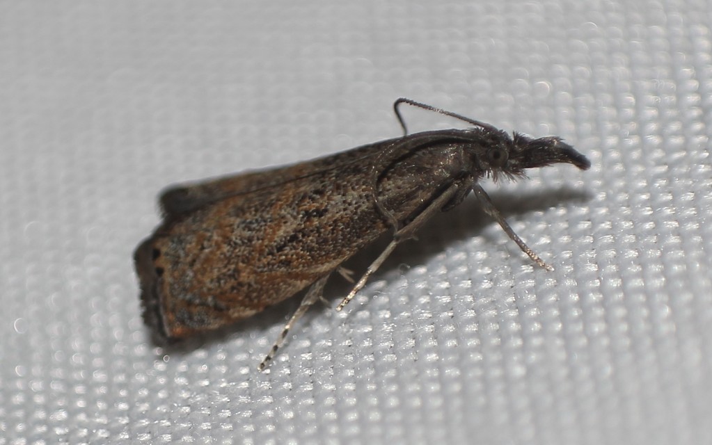 Platytes cerussella - törpe fűgyökérmoly