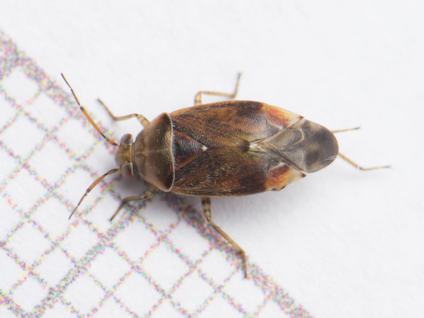 Agnocoris