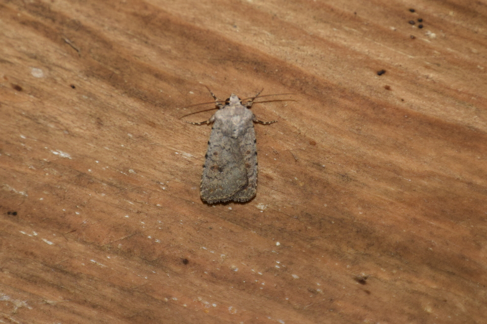 Paradrina clavipalpis - közönséges selymesbagoly