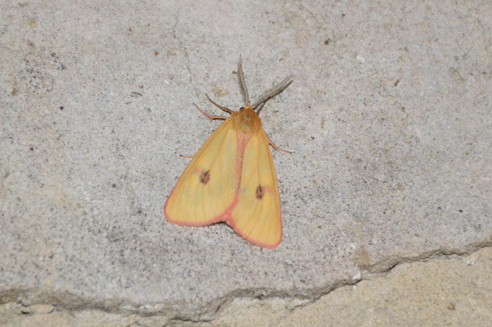 Diacrisia sannio - vörösszélű medvelepke