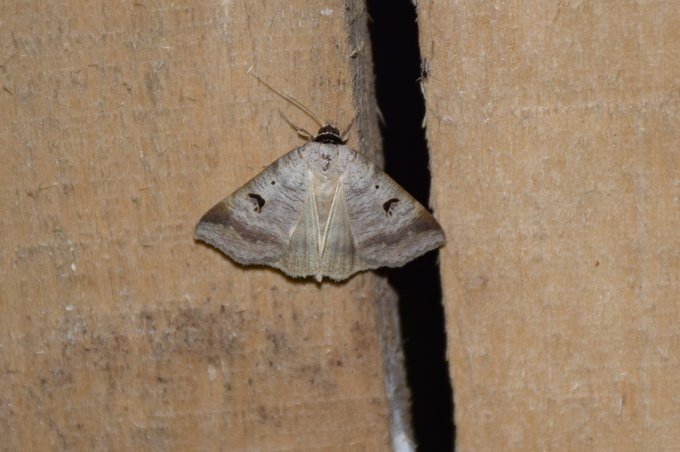 Lygephila pastinum - közönséges csüdfűbagoly
